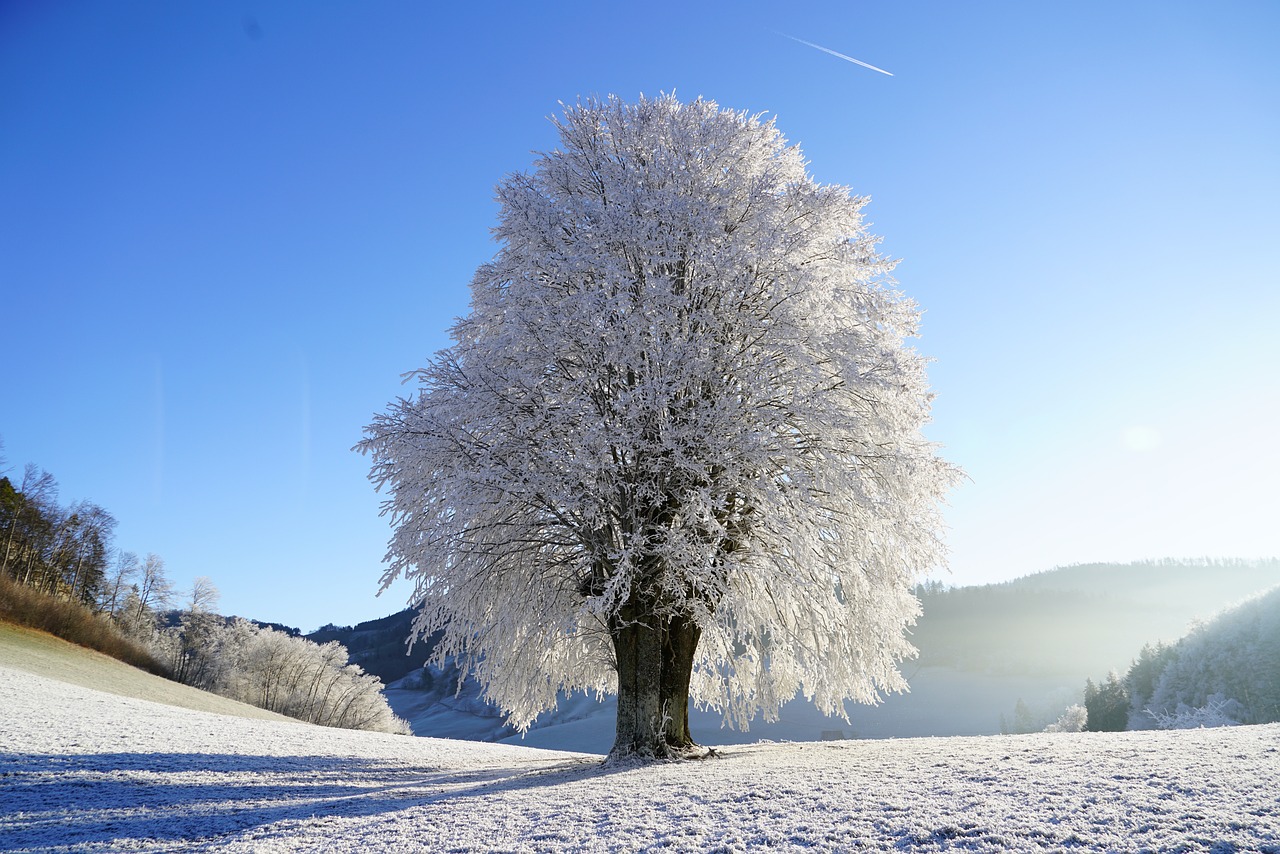 真冬の雪原に生える冬枯れの木